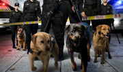 警犬与警花电视剧,忠诚守护，热血青春