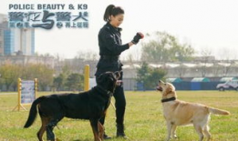警花与警犬电视剧,热血追踪，守护正义的搭档传奇